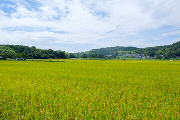 水田が広がる農村の風景　京都府木津川市