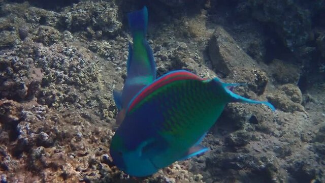 Steep-headed parrot-fish, scientific name is Chlorurus gibbus, it belongs to the family Scaridae, inhabits coral reefs, has teeth resembling parrot beak, it changes body color during life cycle