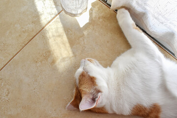 Fototapety na wymiar - Fototapeta24.pl