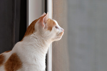 Cat looking out the window at home.  Happy ginger and white cat relaxing in a house.  Copy space is on the right side.