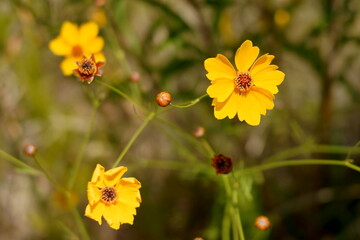 コスモスに似た花