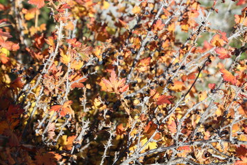 Colours Of The Bush, Jasper National Park, Alberta