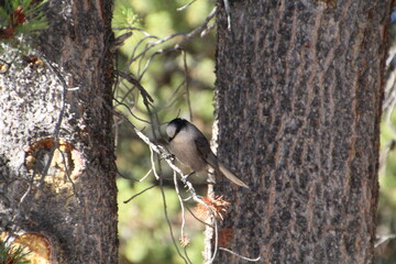 Bird In The Tree, Jasper National Park, Alberta