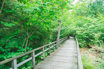 Fototapeta premium ハイキングコース 信州 赤沢自然休養林