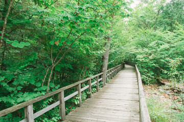 Obraz premium ハイキングコース 信州 赤沢自然休養林