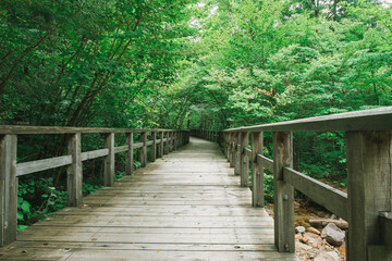 Fototapeta premium ハイキングコース 信州 赤沢自然休養林