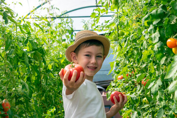 Adorable little child boy in straw hat hold tomatoes in greenhouse. Kid gardening and harvesting....