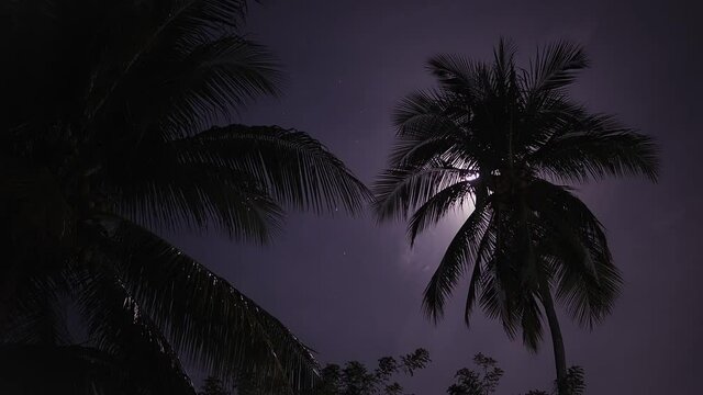 Full moon on a background of palm trees. Night moon on cloudy sky. FullHD footage