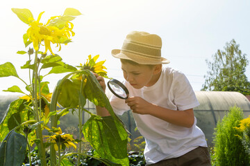 Adorable little child boy in straw hat look at green plant leaves with magnifying glass. Kid observing, exploring nature and environment. Early development and skills. Young Naturalist.
