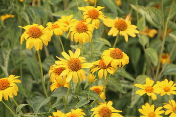 August Blooms, U of A Botanic Gardens, Devon, Alberta