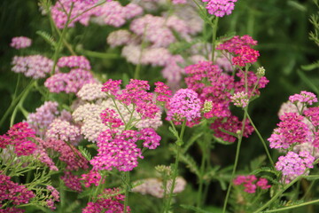 Summer Blooms, U of A Botanic Gardens, Devon, Alberta