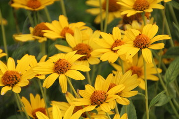 Yellow Flowers, U of A Botanic Gardens, Devon, Alberta