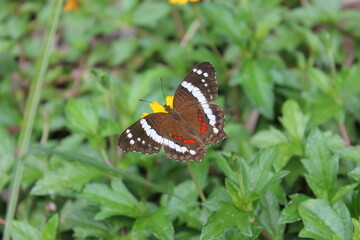 butterfly on a flower