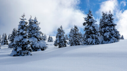 Amazing view of pines covered by snow flakes after the snowfall. Alpine and winter contest. European alps. Wonderful nature