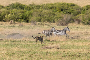 Ein Gepard jagt zwei flüchtende Zebras in der Seitenansicht