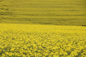 field of yellow flowers