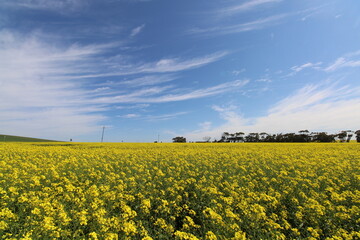 field of yellow flowers