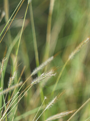 Close-up of wheatgrass in a Texas field