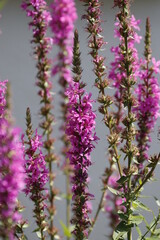 Obraz premium close up of flowers