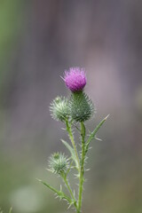 thistle flower