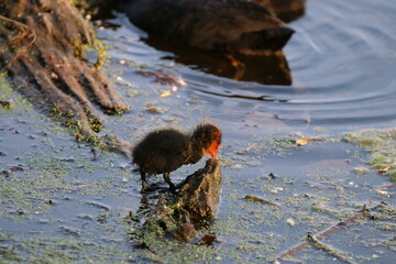 coot chick in the water
