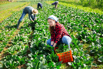 Young girl working on plantation of leafy vegetable farm, picking green spinach during spring harvest