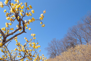 flowers on blue background