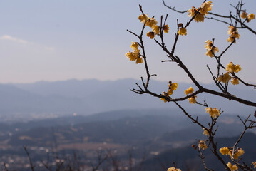 spring in the mountains