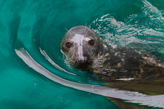 Seal Swimming Under Water.