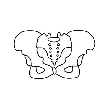 Human pelvic bones, drawn by lines on white background. Vector Stock illustration.
