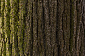 tree bark texture background. wallpaper