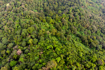 Aerial top-down view forest tree, Rainforest ecosystem and healthy environment concept and background, Texture of green tree forest view from above.