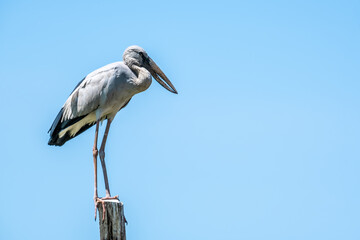 The Asian Openbill (Anastomus oscitans) is a large greyish colored wading bird or stork. Its name derived from the adult birds bill having a distinctive gap which is for feeding on freshwater snails.