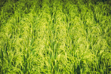 Fresh rice field is plentiful in thailand. Image soft focus for background.