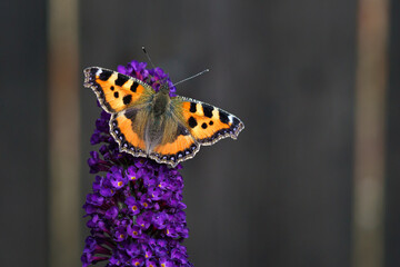 Obraz premium Orange Tortoiseshell butterfly (Aglais urticae) feeding on Buddleia flower also known as Butterfly bush, summer lilac.