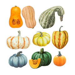 Watercolor Pumpkins Set Illustration