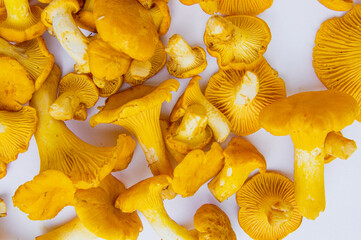 Fresh yellow delicious wavy vegetarian chanterelle mushrooms with beautiful texture on white background conceptual of the autumn or fall season 