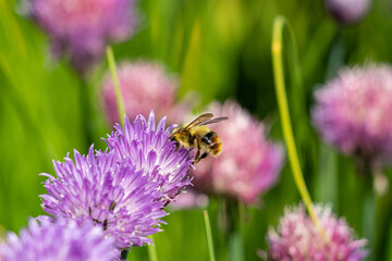 close up of a honey bee pollinating on purple flower in the garden
