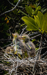 polluelos de garza sobre nido