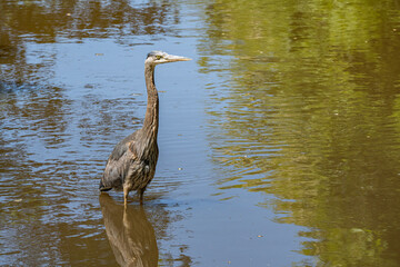 one great blue heron standing in the middle of the water in the creek