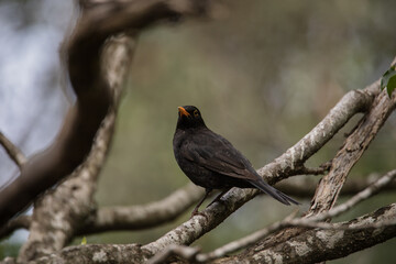 Naklejka na ściany i meble Male Blackbird on a branch in a forest.