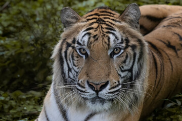 Fototapeta na wymiar Big Tiger watching in the dark to strike their prey, tiger is a natural carnivore predator. 