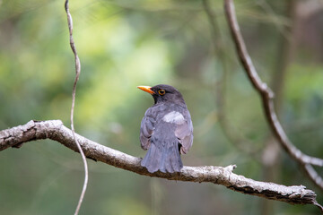 Male Blackbird on a branch in a forest.