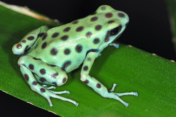 Dendrobates auratus