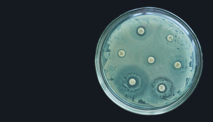 Antimicrobial susceptibility test by diffusion kirby bauer on black background