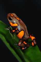 Oophaga histrionica Quibdo