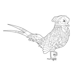 Fancy bird pheasant. Black and white picture. Contour linear illustration for coloring book with paradise birds. Line art design for adult or kids  in zentangle style and coloring page.
