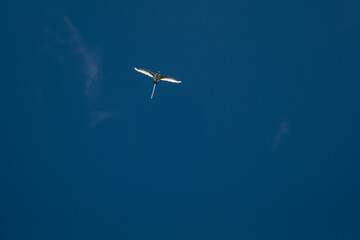 White-tailed Tropicbird