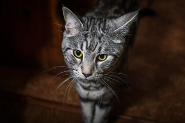Head of a cute gray cat on a dark background 