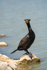 A Double-crested Cormorant is standing on a rock near the lake.